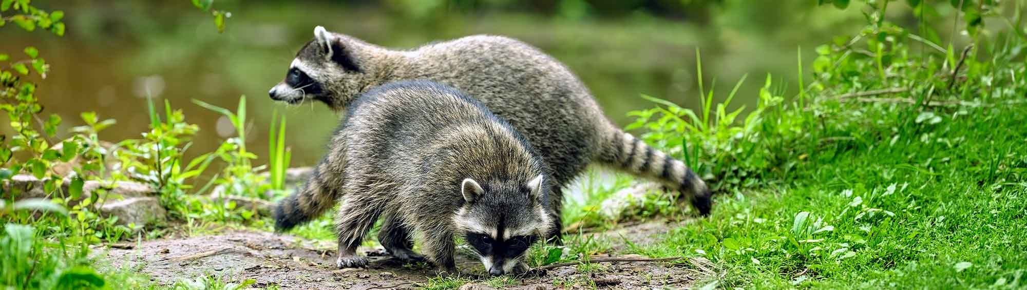 Two raccoons in a clearing near a lake.