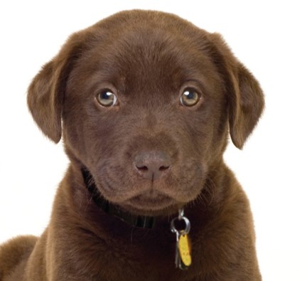 Featured image for “Pet Waste Tips”